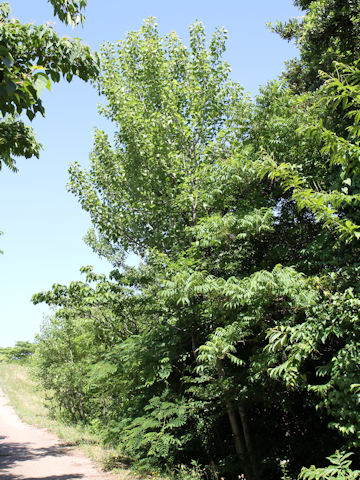 Populus sieboldii