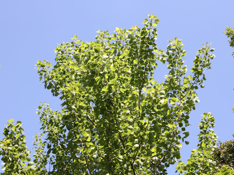 Populus sieboldii