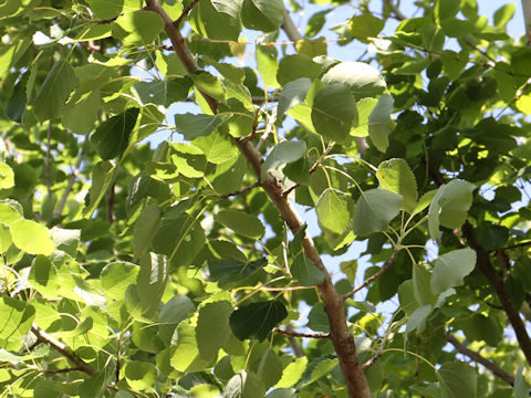 Populus sieboldii