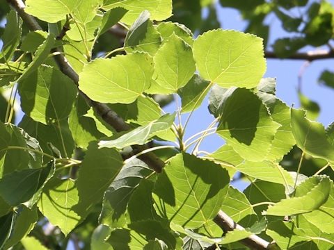 Populus sieboldii