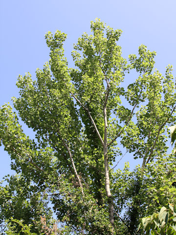 Populus sieboldii