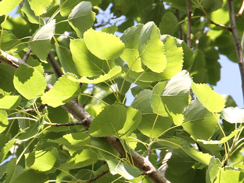 Populus sieboldii