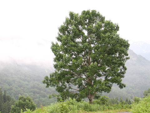 Populus sieboldii