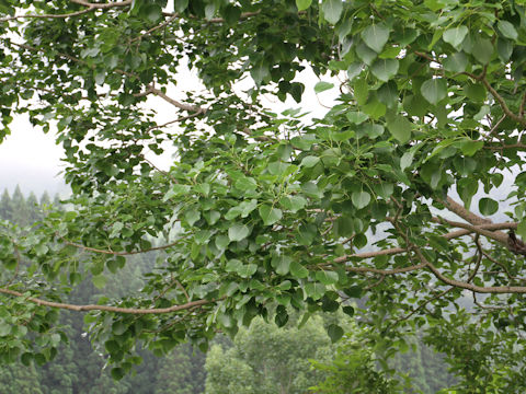 Populus sieboldii