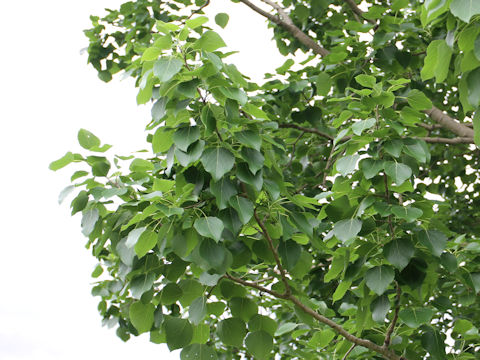 Populus sieboldii