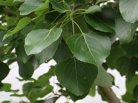 Populus sieboldii