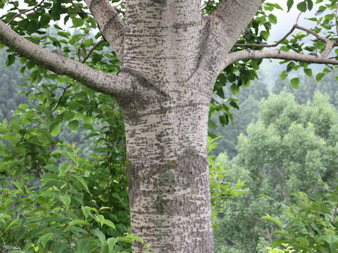 Populus sieboldii