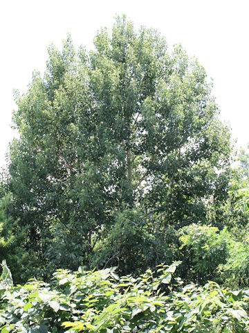 Populus sieboldii