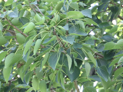 Populus sieboldii