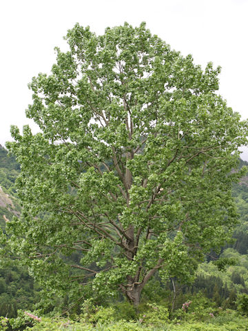 Populus sieboldii