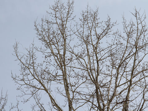 Populus sieboldii