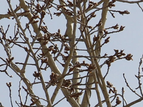 Populus sieboldii