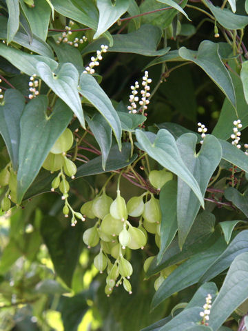 Dioscorea japonica