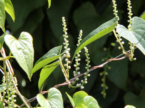 Dioscorea japonica