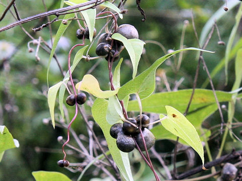 Dioscorea japonica