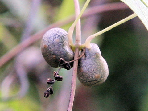 Dioscorea japonica