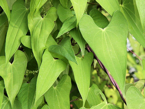 Dioscorea japonica