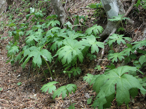 Cacalia yatabei