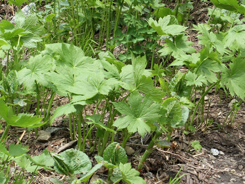 Cacalia yatabei