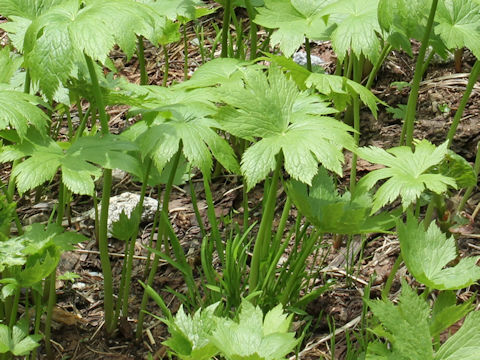 Cacalia yatabei