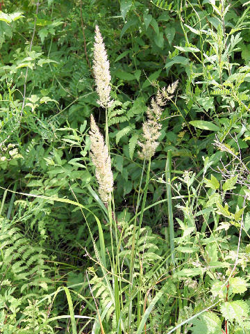 Calamagrostis epigeios