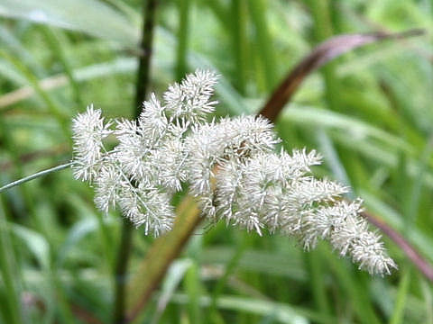 Calamagrostis epigeios