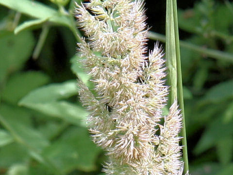 Calamagrostis epigeios