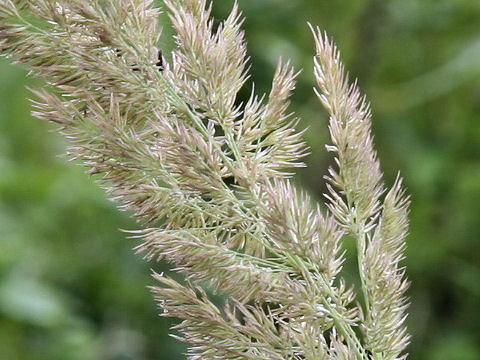 Calamagrostis epigeios