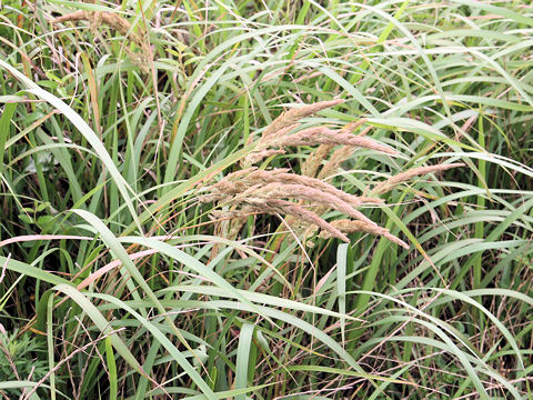 Calamagrostis epigeios