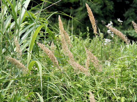 Calamagrostis epigeios