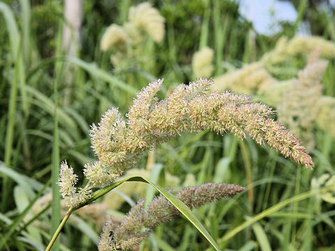 Calamagrostis epigeios