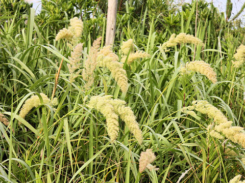 Calamagrostis epigeios