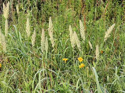 Calamagrostis epigeios