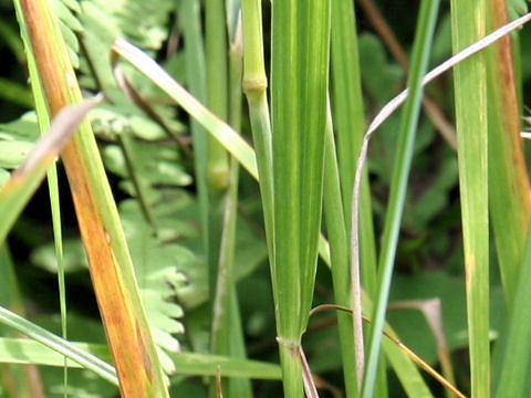 Calamagrostis epigeios