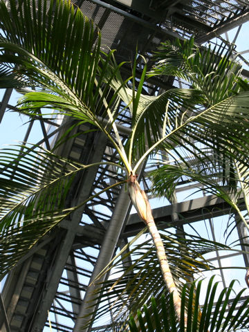 Dypsis lutescens