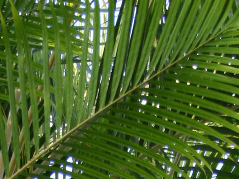 Dypsis lutescens