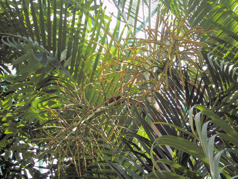 Dypsis lutescens