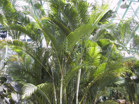 Dypsis lutescens