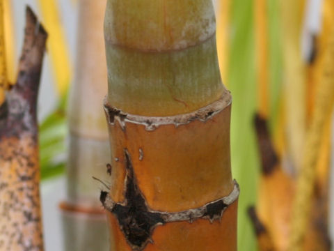 Dypsis lutescens