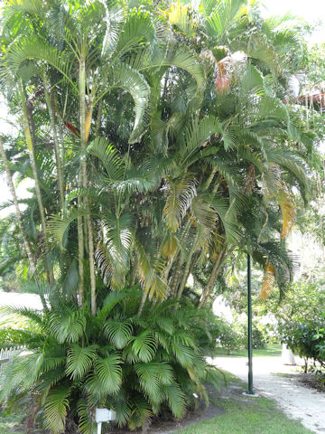 Dypsis lutescens