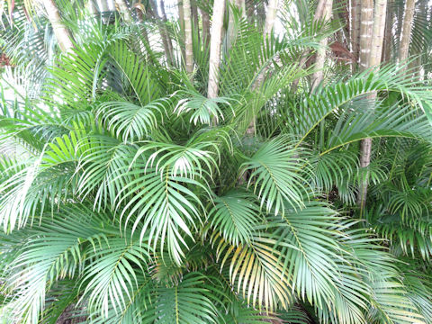 Dypsis lutescens