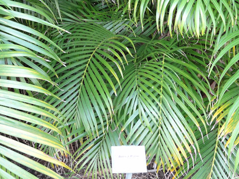 Dypsis lutescens