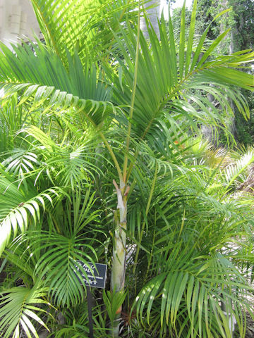 Dypsis lutescens
