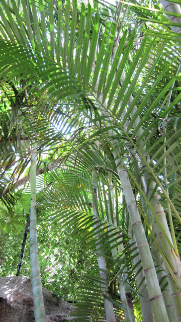 Dypsis lutescens