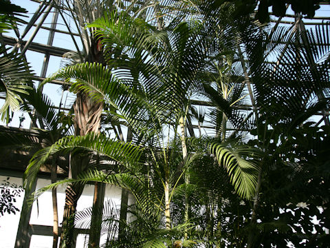 Dypsis lutescens