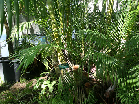 Dypsis lutescens