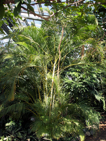 Dypsis lutescens