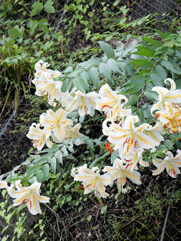 Lilium auratum