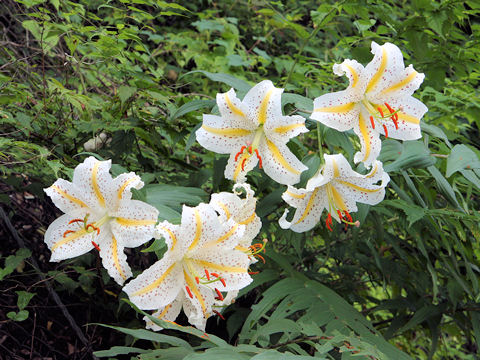 Lilium auratum