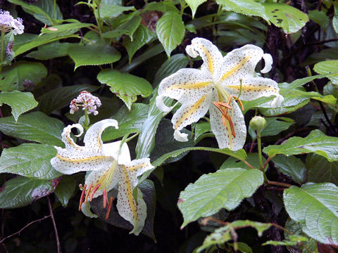 Lilium auratum